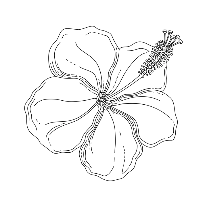 Hibiscus flower illustration. Modern botanical drawing for pattern, logo, template, banner, posters, invitation, and greeting card design. Black hibiscus outline. Tropical flower design.